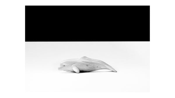 Vorzugsaugabe Sperm Whale und Beluga Whale der Publikation Night Dive