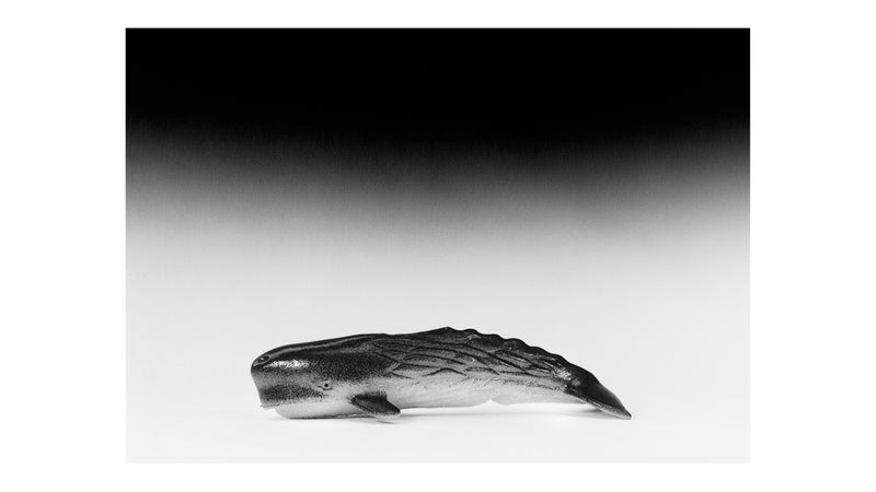 Vorzugsaugabe Sperm Whale und Beluga Whale der Publikation Night Dive